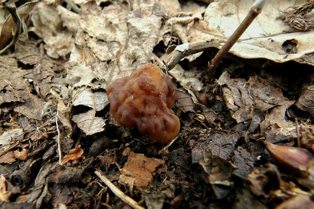 smrčkovec náprstkovitý vráskavý Verpa conica var. cerebriformis (J. Moravec et Svrček) Šebek