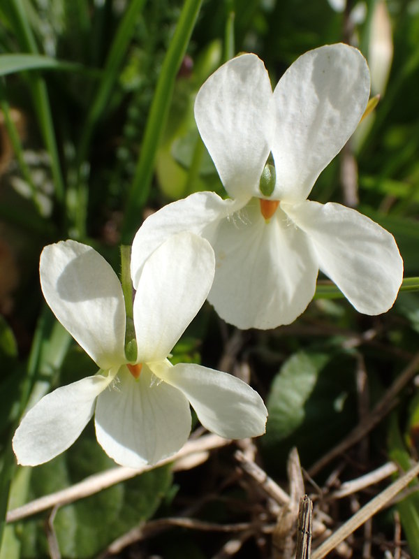 fialka Viola sp.