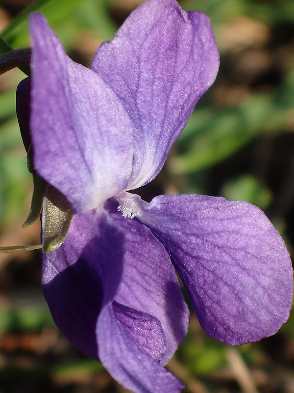 fialka Viola sp.