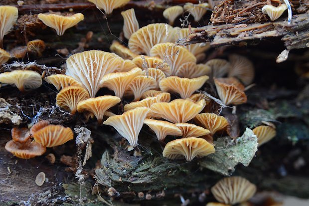 tanečnička zvončekovitá Xeromphalina campanella (Batsch) Maire