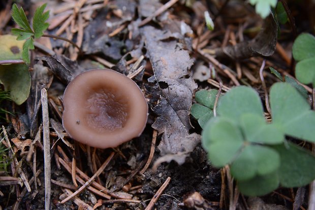 hľuznatka sclerotinia sp.