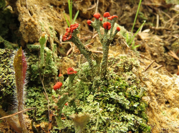 dutohlávka červcová Cladonia coccifera (L.) Willd.