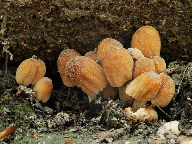 hnojník Coprinus sp.