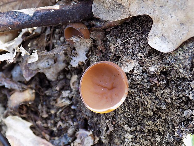 hľuznatka veternicová Dumontinia tuberosa (Bull.) L.M. Kohn