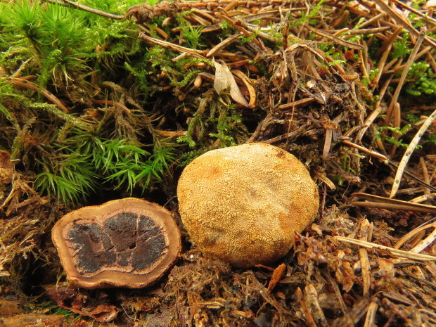 srnka obyčajná Elaphomyces granulatus Fr.