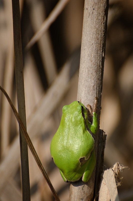 rosnička zelená Hyla arborea