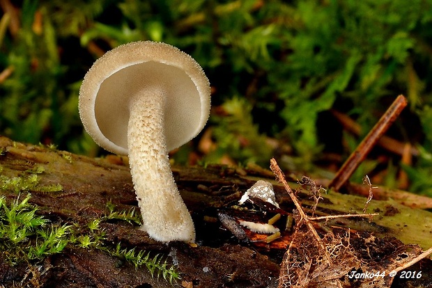 trúdnik strapkatý Lentinus substrictus (Bolton) Zmitr. & Kovalenko