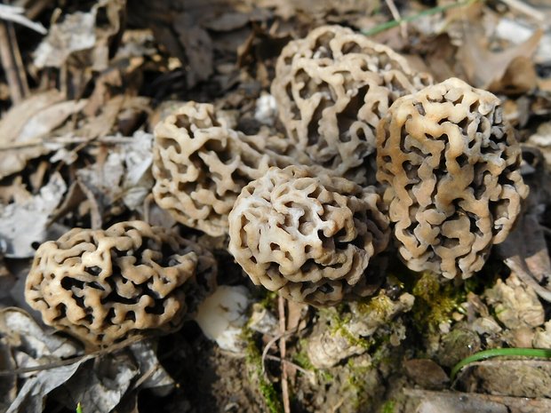 smrčok jedlý Morchella esculenta (L.) Pers.