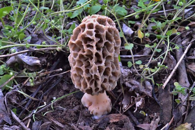 smrčok jedlý Morchella esculenta (L.) Pers.