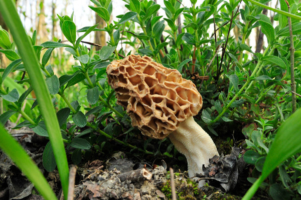 smrčok jedlý Morchella esculenta (L.) Pers.