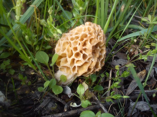 smrčok jedlý Morchella esculenta (L.) Pers.