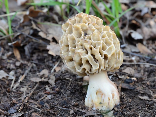 smrčok jedlý Morchella esculenta (L.) Pers.