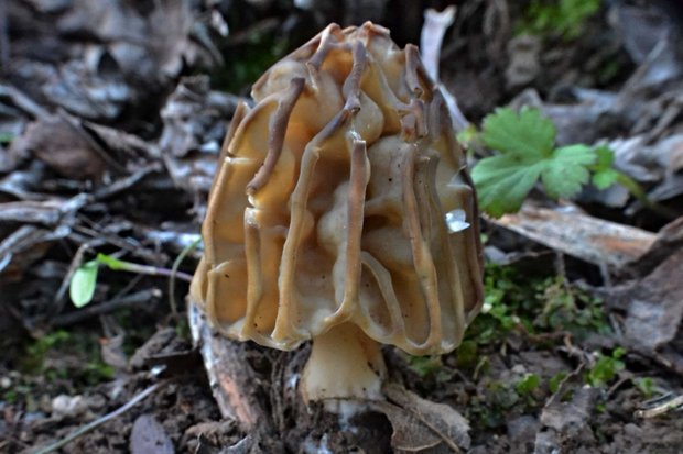 smrčok hybridný Morchella semilibera DC.