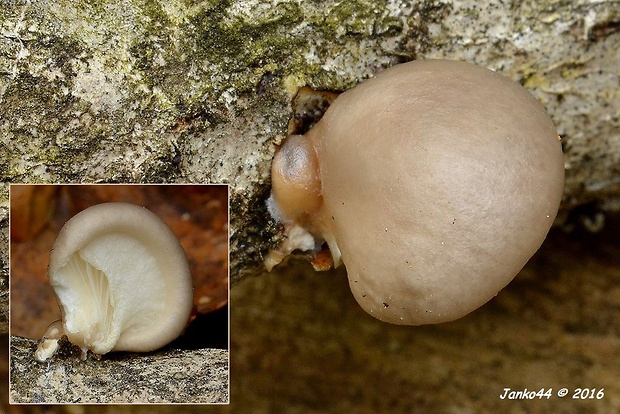 hliva závojová Pleurotus calyptratus (Lindblad ex Fr.) Sacc.