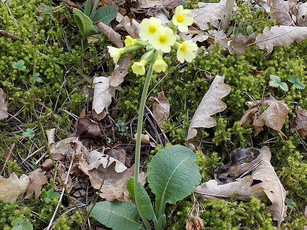 prvosienka vyššia Primula elatior (L.) L.