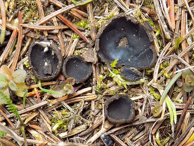 misôčka černastá Pseudoplectania nigrella (Pers.) Fuckel