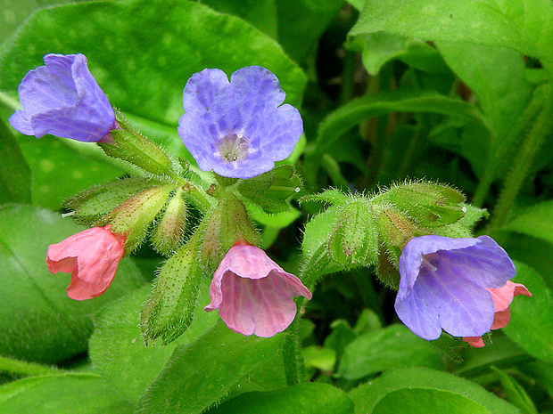 pľúcnik lekársky Pulmonaria officinalis L.