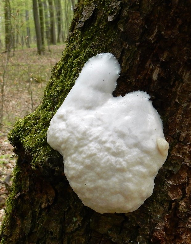 sieťnatka obyčajná Reticularia lycoperdon Bull.