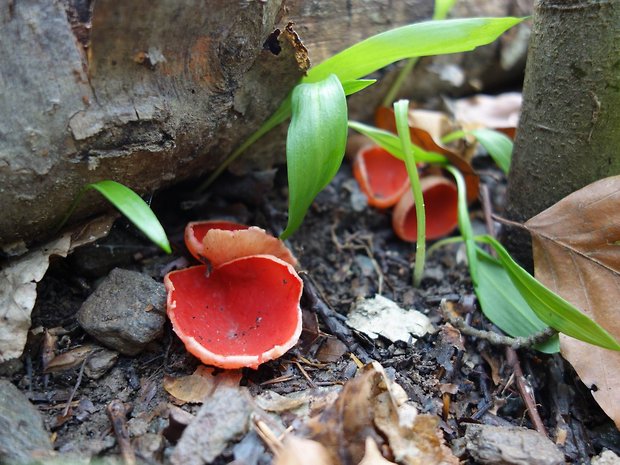 ohnivec Sarcoscypha sp.