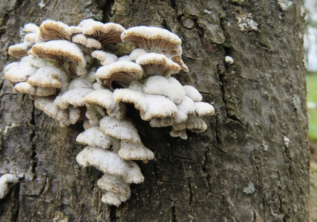 klanolupeňovka obyčajná Schizophyllum commune Fr.