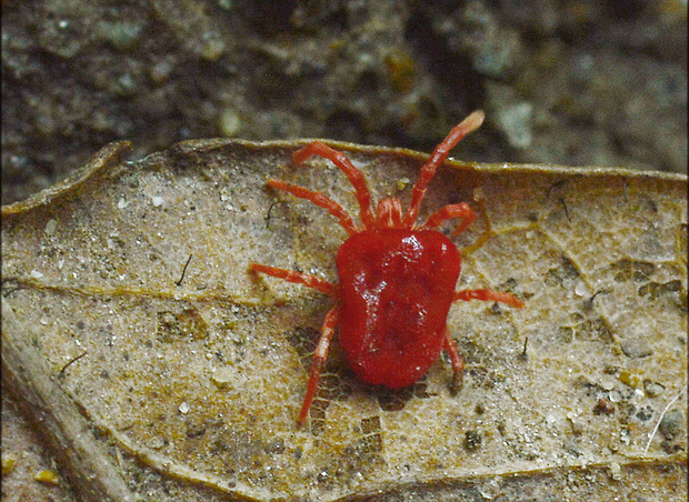 roztočník červený Trombidium holosericeum  Linnaeus, 1758
