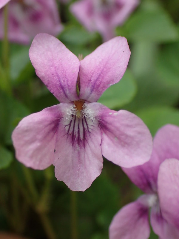 fialka voňavá Viola odorata f. lilacina