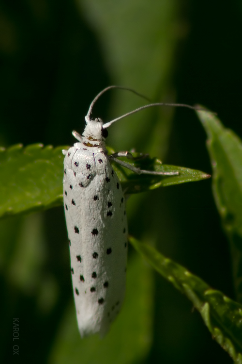 priadzovec Yponomeuta sp.