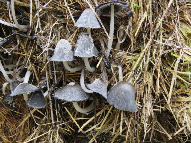 hnojník mrvní coprinus cinereus