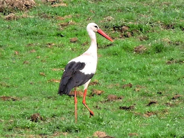 bocian biely  Ciconia ciconia