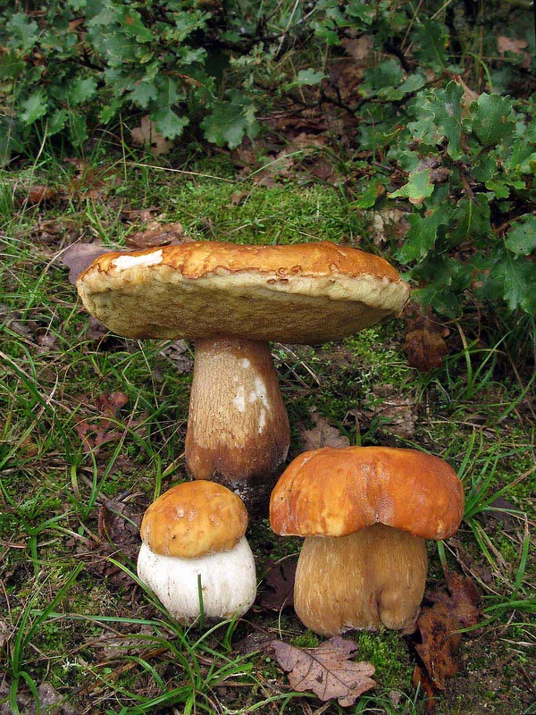 hríb Boletus sp.