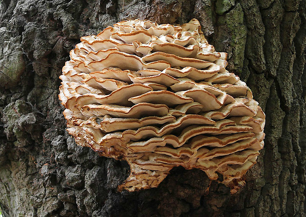 zubček severský Climacodon septentrionalis (Fr.) P. Karst.