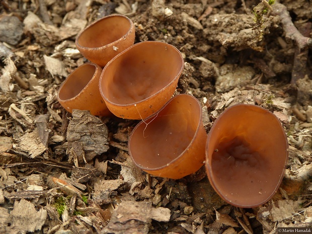 hľuznatka veternicová Dumontinia tuberosa (Bull.) L.M. Kohn