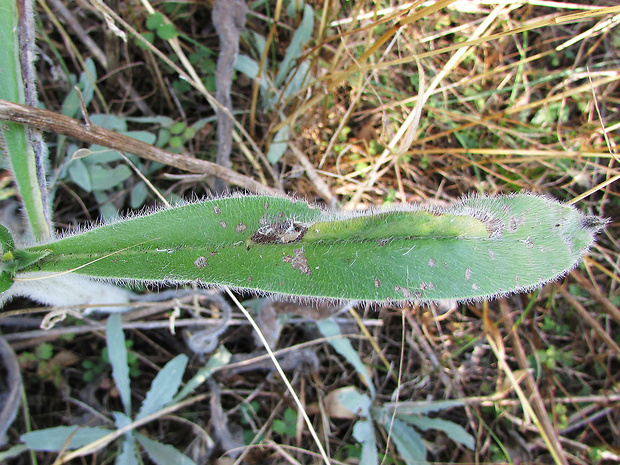 hadinec taliansky Echium italicum L.