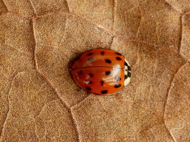 lienka (sk) / slunéčko východní (cz) Harmonia axyridis Hope, 1845