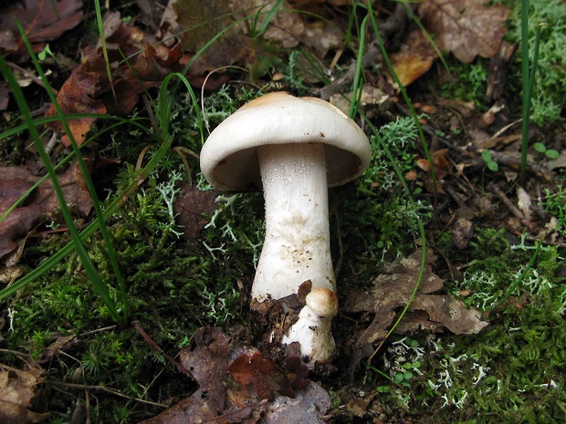 slzivka Hebeloma sp.