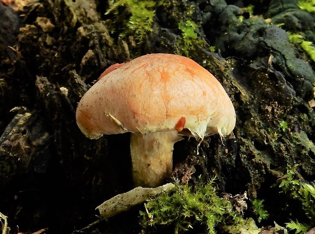 strapcovka tehlovočervená Hypholoma lateritium (Schaeff.) P. Kumm.