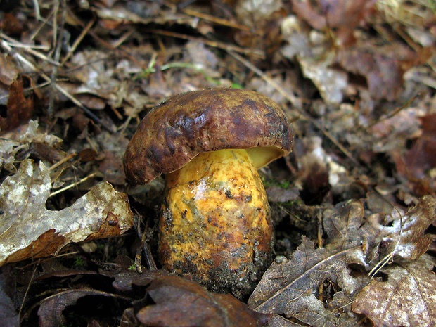 hríb voňavý Lanmaoa fragrans Vitt.