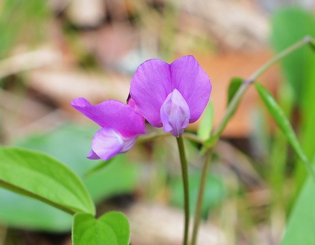 hrachor jarný Lathyrus vernus (L.) Bernh.