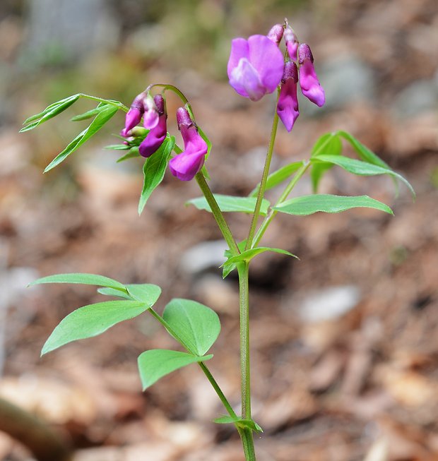 hrachor jarný Lathyrus vernus (L.) Bernh.