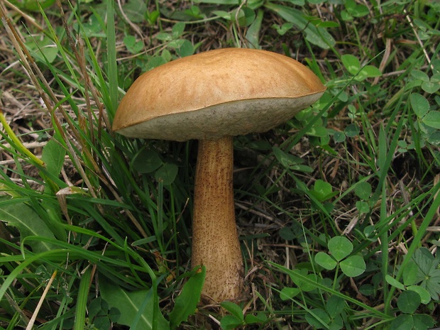 kozák brezový Leccinum scabrum (Bull.) Gray