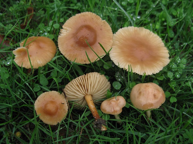 tanečnica poľná Marasmius oreades (Bolton) Fr.