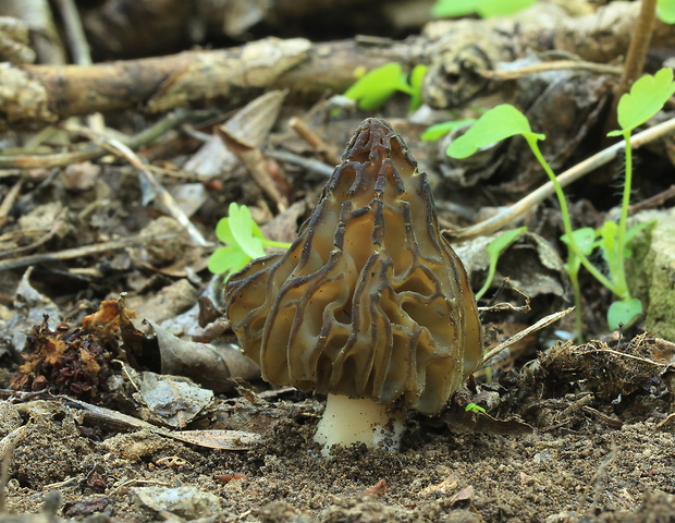 smrčok hybridný Morchella semilibera DC.