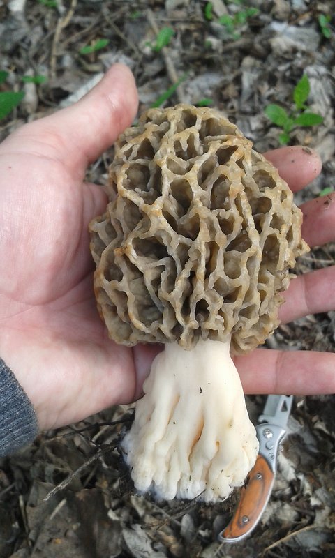 smrčok Morchella sp.