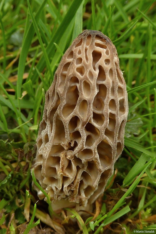 smrčok Morchella sp.