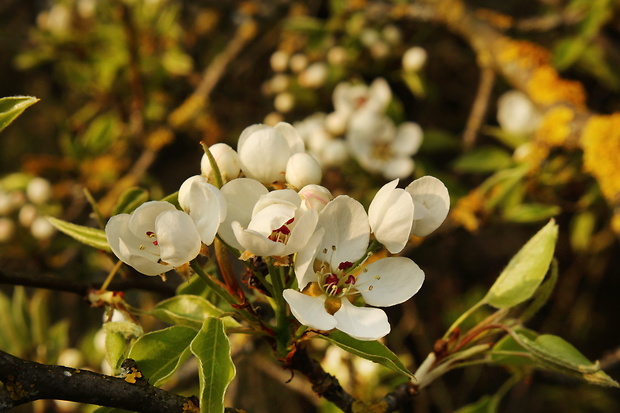 hruška,planá Pyrus pyraster (L.) Burgsd.