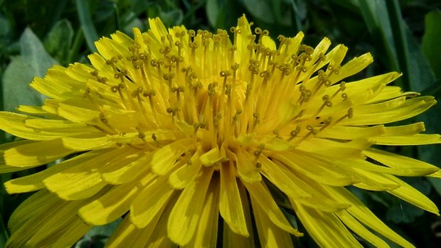 púpava lekárska Taraxacum officinale (L.) Weber ex F.H.Wigg