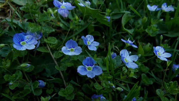 veronika nitkovitá Veronica filiformis Sm.