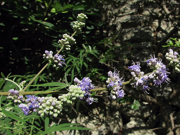 drmek obecný Vitex agnus-castus L.