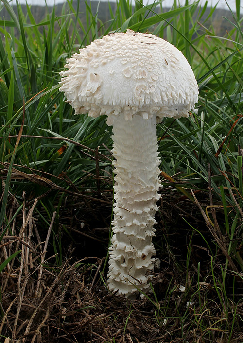 muchotrávka Vittadiniho Amanita vittadinii (Moretti) Vittad.