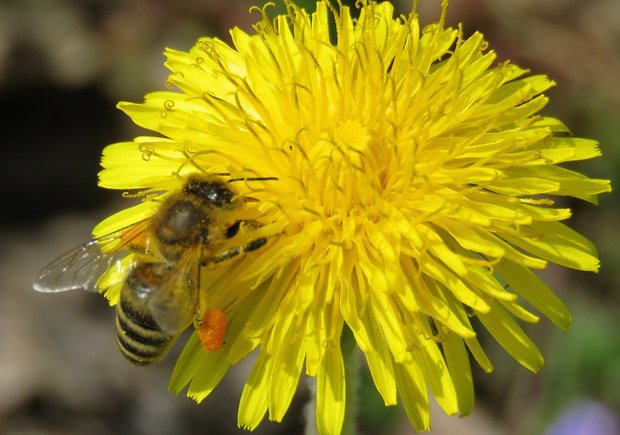 včela medonosná Apis mellifera